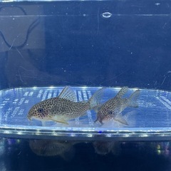 コリドラス　ガラナの画像