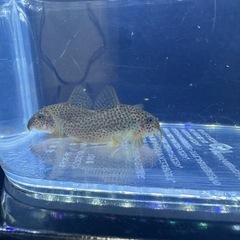 コリドラス　ガラナの画像
