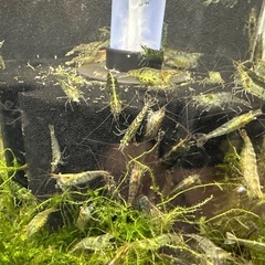 🐠ヌマエビ 全長±2〜3.5㎝ 1匹15円 ウィローモス付き【在庫100匹前後】No.06の画像