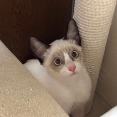 ⭐️優しい性格のシャムミックスの男の子🪻3カ月万