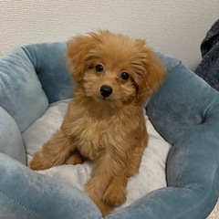 ポメプー男の子