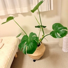 モンステラの画像