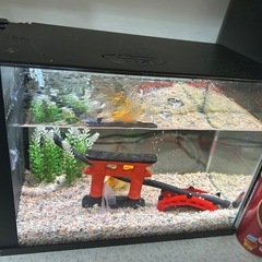 フルセット‼️金魚✖️水槽の画像