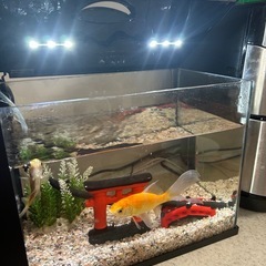 フルセット‼️金魚✖️水槽の画像