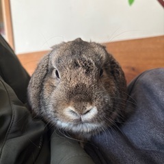 代理です) うさぎ