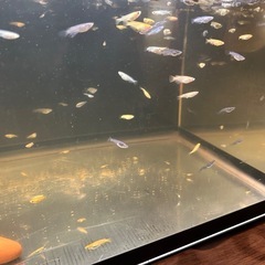 MIX メダカ ３０匹の画像