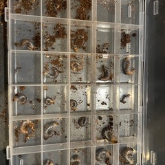 メタリフェルホソアカクワガタ【パープル血統】　幼虫5頭セット②の画像