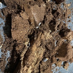 メタリフェルホソアカクワガタ【パープル血統】　幼虫5頭セット②の画像