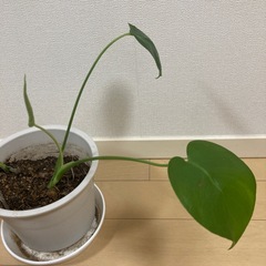 モンステラの苗の画像