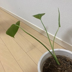 モンステラの苗の画像