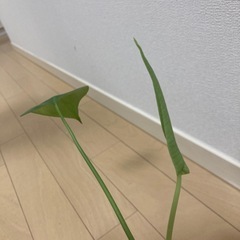 モンステラの苗の画像