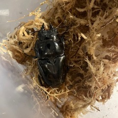 【後食済】レギウスオオツヤクワガタ　ペアの画像