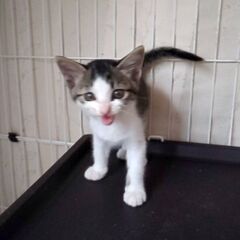 仔猫たち　名前はこれから。