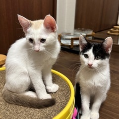 【動画あり】くりまんじゅう？☆沖縄から来た子猫3匹☆初期医療済み