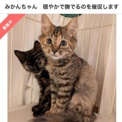 🍀９月２１日(日)🐈🐈‍⬛🩷すみれペットクリニック様にて『…