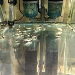 🐠コリドラス ステルバイ  ±2〜2.5㎝ 1匹200円【在庫2匹】自家繁殖個体　No.04の画像
