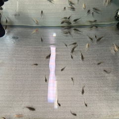 🐠コリドラス ステルバイ  ±2〜2.5㎝ 1匹200円【在庫2匹】自家繁殖個体　No.04の画像