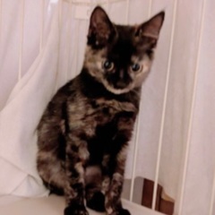 ９月２１日(日)🐈‍⬛🐈🩷すみれペットクリニック様にて『 …