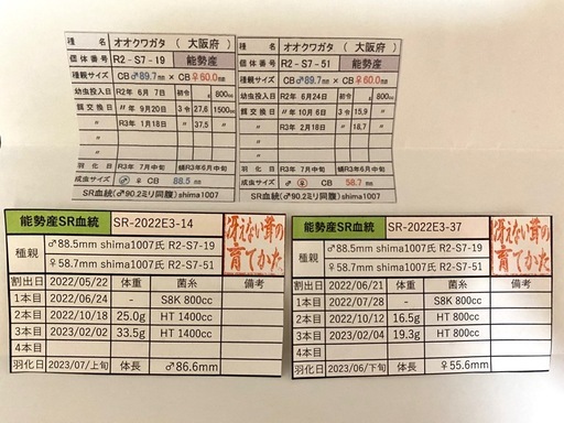 能勢SR血統 89.3mm オオクワガタ 90.7/90.0同腹 新成虫♂単