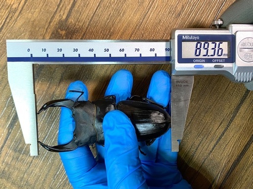 能勢SR血統 89.3mm オオクワガタ 90.7/90.0同腹 新成虫♂単