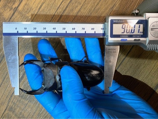 能勢SR血統 89.3mm オオクワガタ 90.7/90.0同腹 新成虫♂単