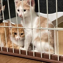 ２ヶ月　オス君2匹！