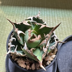 アガベ　天芽　4株セット　の画像