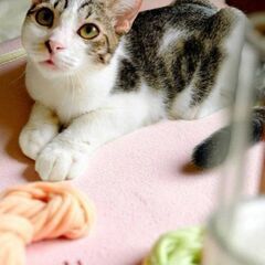 9月27日（土）🌠🪐🌠三鷹で猫の譲渡会🍁🍃🍁白キジ　男の子…
