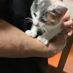 パステルミケちゃん！メス