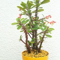 ハナキリン（赤）の画像
