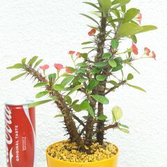 ハナキリン（赤）の画像