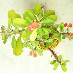 ハナキリン（赤）の画像