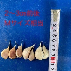 ニンニクの種の画像