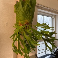 観葉植物ビカクシダキッチャクードの画像