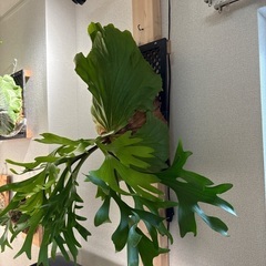 観葉植物ビカクシダキッチャクードの画像