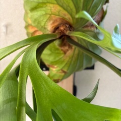 観葉植物ビカクシダキッチャクードの画像