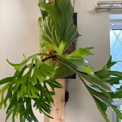 観葉植物ビカクシダキッチャクードの画像