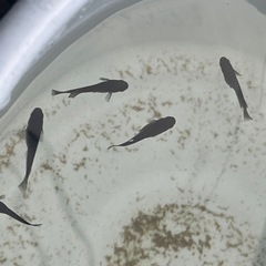 オロチメダカ成魚20匹の画像