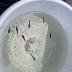オロチメダカ成魚20匹の画像