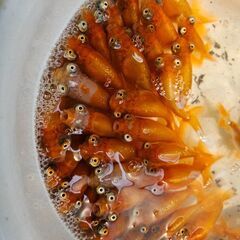 頂天眼(大)①🐟の画像
