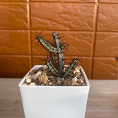ユーホルビアの画像