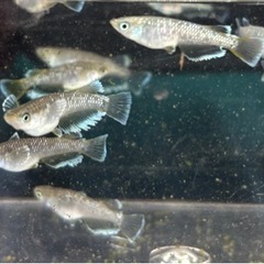 【メダカ】フロマージュ若魚2ペアの画像