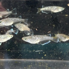 【メダカ】フロマージュ若魚2ペアの画像