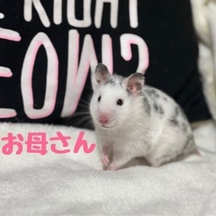 可愛いハムスター‪の子🐹里親探し