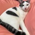 ランキングキーワードに紐づく投稿画像-迷子