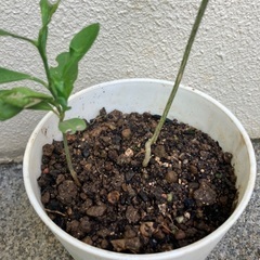 🌱🌱シィークァーサー苗(中・小)の画像