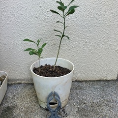 🌱🌱シィークァーサー苗(中・小)の画像
