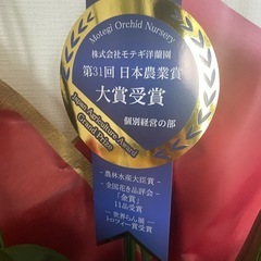 胡蝶蘭の画像