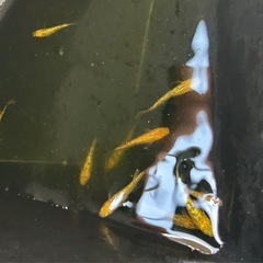メダカ　サンシャイン　１０匹の画像