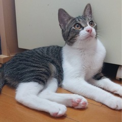 ひたすらスリスリの甘えん坊【5ヶ月メス】